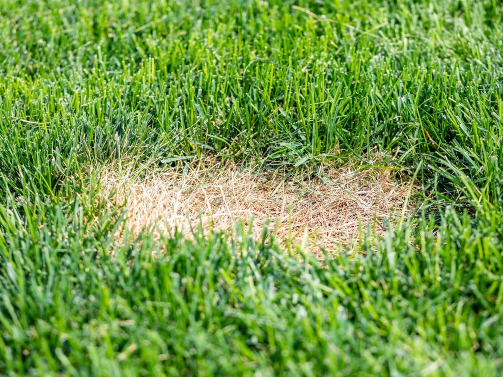 How To Eradicate Lawn Grubs In Lawns