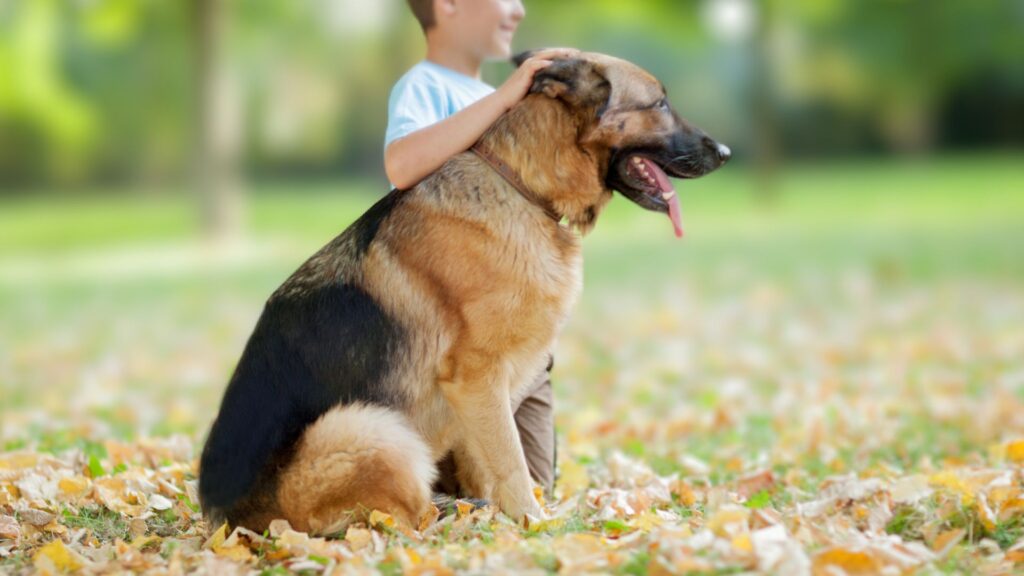 9 Best Guard Dog Breeds